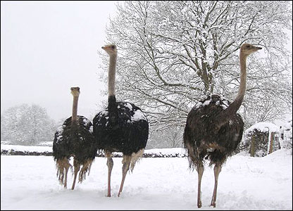 Ostriches in the Winter